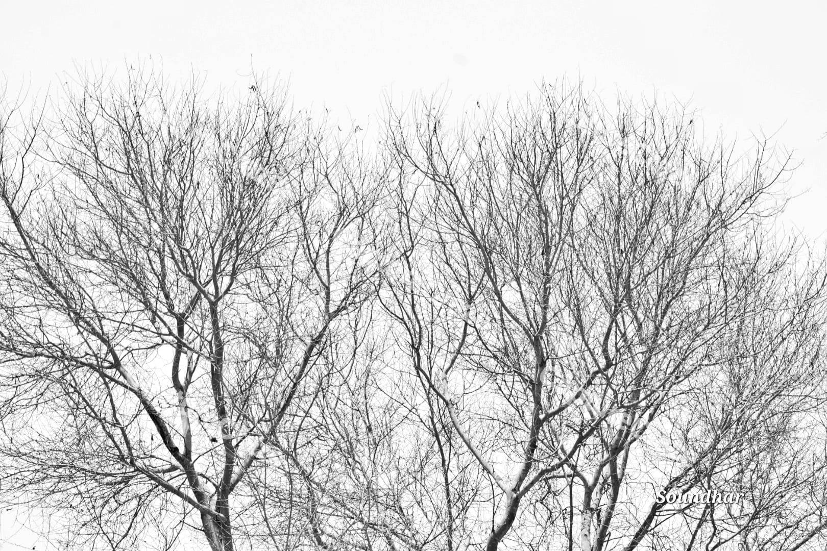 Tree branches silhouette